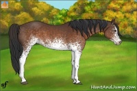 Horse Color:White Spotted Brown 