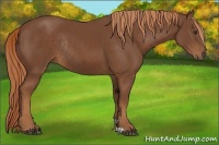 Horse Color:Chestnut Rabicano