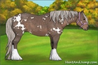 Horse Color:White Spotted Silver Black 