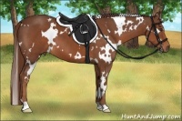 Horse Color:White Spotted Chestnut 