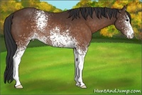 Horse Color:White Spotted Brown 