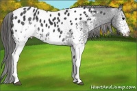 Horse Color:White Spotted Black Near Leopard