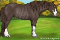 Horse Color:Liver Chestnut Sabino Rabicano
