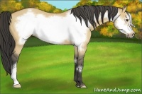 Horse Color:Buckskin Dun Frame 