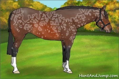 Horse Color:Bay Ice 
