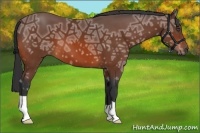 Horse Color:Bay Ice 