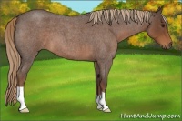 Horse Color:Liver Red Roan 