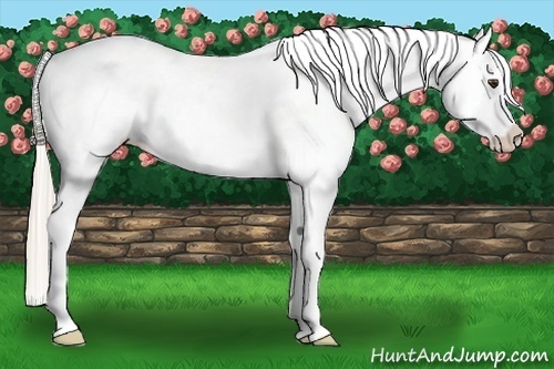 Horse Color:Palomino Blanket 