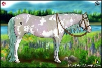 Horse Color:Watercolor White Spotted Bay Pearl Sabino