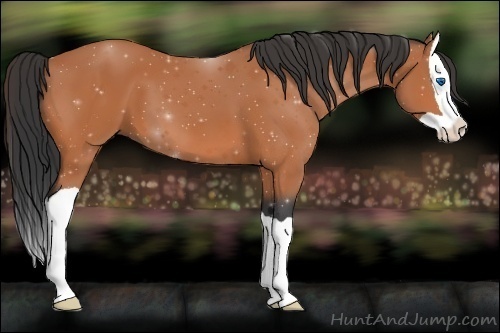 Horse Color:Bay Splash 