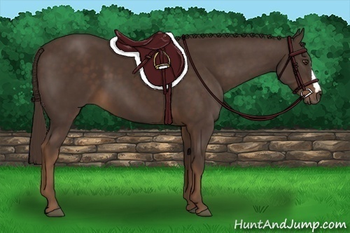 Horse Color:Liver Chestnut 