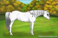 Horse Color:Black Sabino 