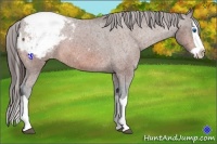Horse Color:Bay Splash Snowcap