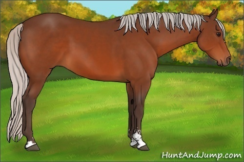 Horse Color:Silver Bay Sabino