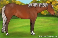 Horse Color:Silver Bay Sabino 