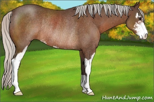 Horse Color:Silver Bay Sabino Rabicano 