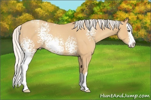Horse Color:White Spotted Silver Amber Champagne Roan Splash 