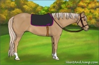 Horse Color:Palomino 