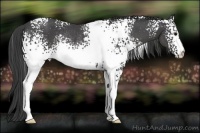 Horse Color:White Spotted Smoky Black Rabicano 