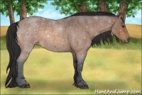 Horse Color:Bay Roan 