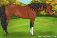 Horse Color:Bay Rabicano
