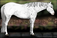 Horse Color:Blue Roan Splash Appaloosa