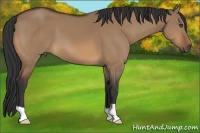 Horse Color:Bay Dun