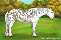 Horse Color:Red Roan Appaloosa 