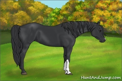 Horse Color:Black 