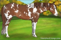 Horse Color:White Spotted Chestnut Splash