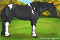 Horse Color:Black Tobiano 
