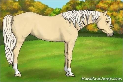 Horse Color:Palomino