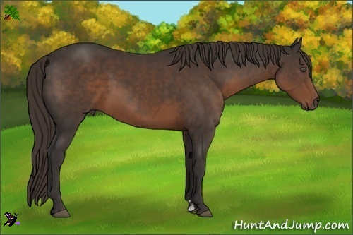 Horse Color:Liver Chestnut Sabino Frame 