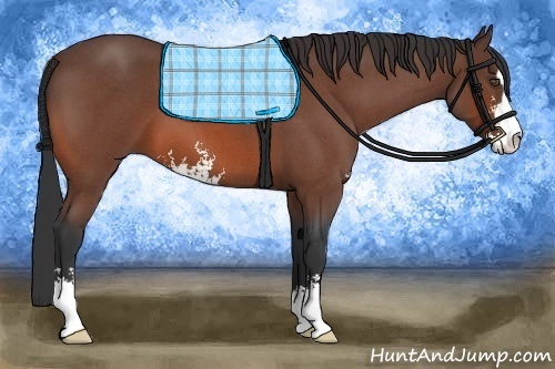 Horse Color:Bay Roan Sabino