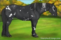 Horse Color:White Spotted Black 