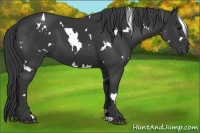 Horse Color:White Spotted Black 