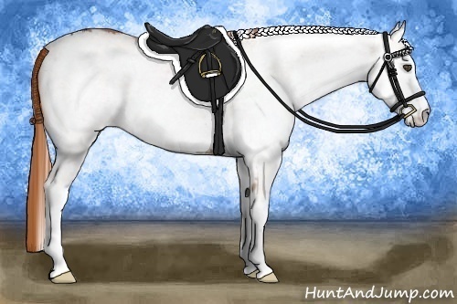 Horse Color:White Spotted Chestnut 