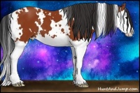 Horse Color:White Spotted Bay Sabino Splash