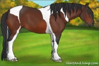 Horse Color:Bay Tobiano 