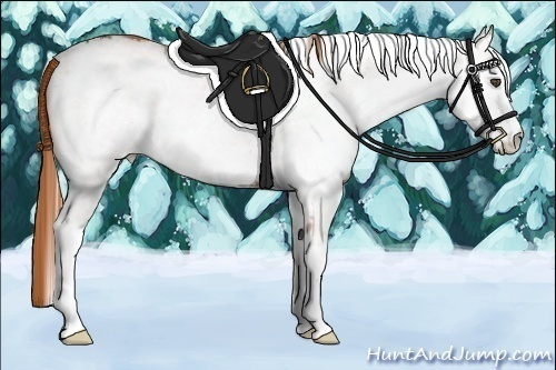 Horse Color:White Spotted Chestnut