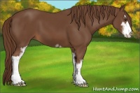 Horse Color:Chestnut Sabino