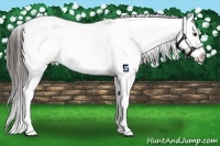 Horse Color:White Spotted Liver Chestnut Appaloosa 