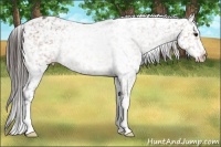 Horse Color:Bay Roan Appaloosa Rabicano 