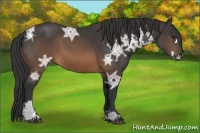 Horse Color:Buckskin Ice 