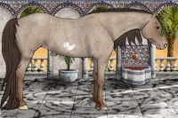 Horse Color:Classic Champagne Roan Frame 