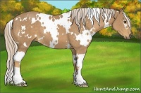 Horse Color:White Spotted Palomino