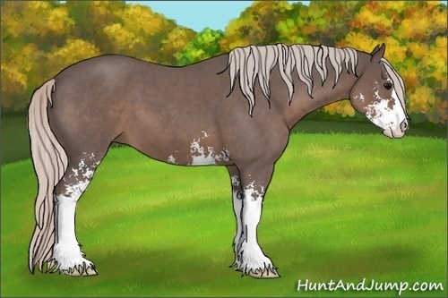 Horse Color:Silver Blue Roan Sabino 