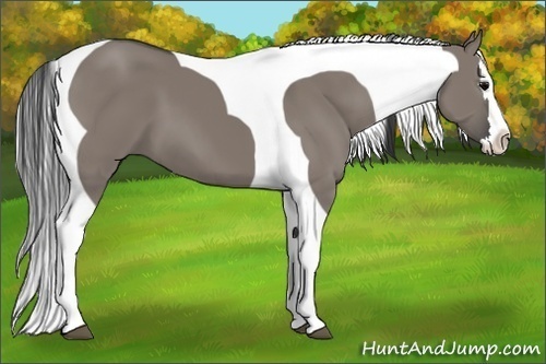 Horse Color:Grullo Splash Tobiano