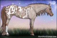 Horse Color:Red Roan Appaloosa 