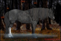 Horse Color:Black  Brindle